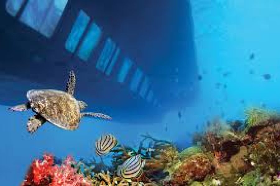 Turtles Bay & Ras Mohamed National Park Day Trip