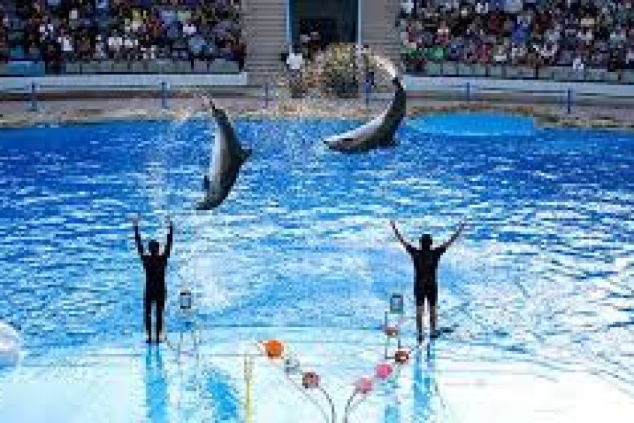 14- Dolphin SSH