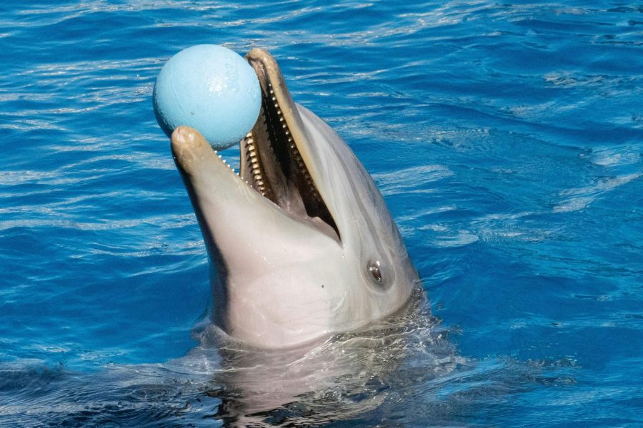 Dolphin Experience in Sharm El Sheikh Show