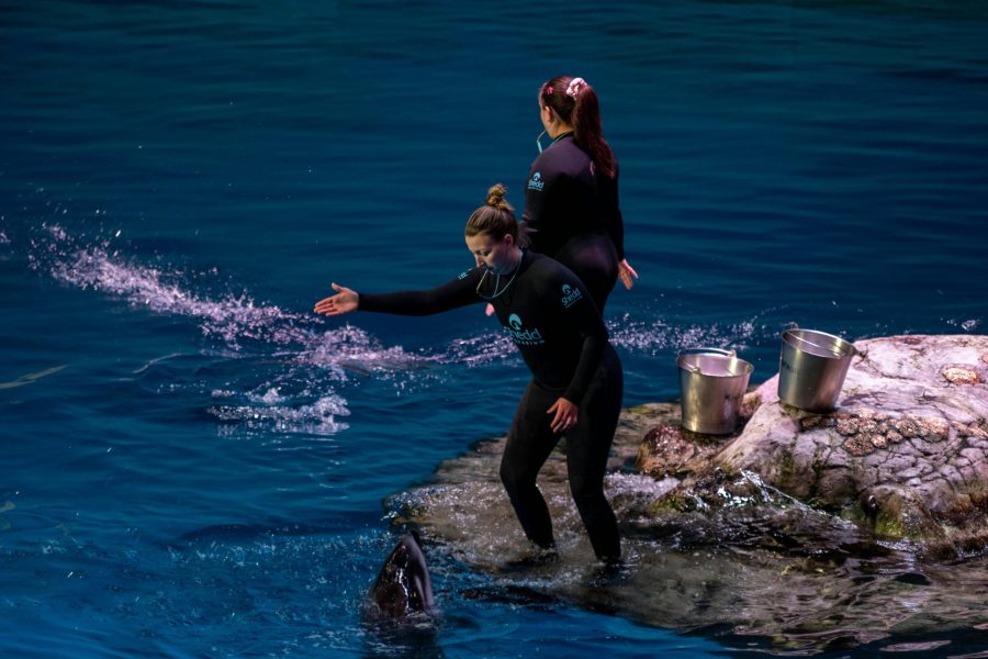 Magical Dolphin Swim Experience in Sharm El Sheikh